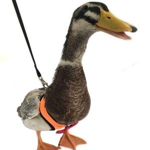 🩶5/$30 Yesito Orange Poultry Duck Pet Harness w/ Matching Leash Size Large NEW
